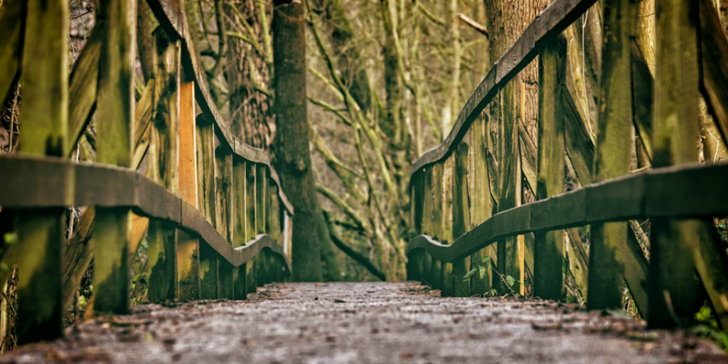 forest bridge